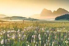 伦理审查-伦理审查，保障科研与道德的平衡点